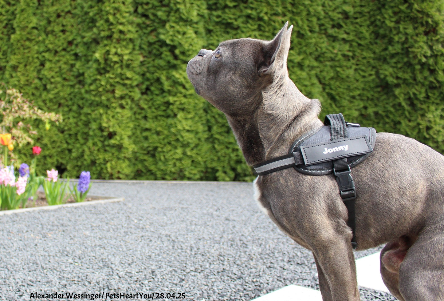 Personalized Reflex-Pro Dog Harness