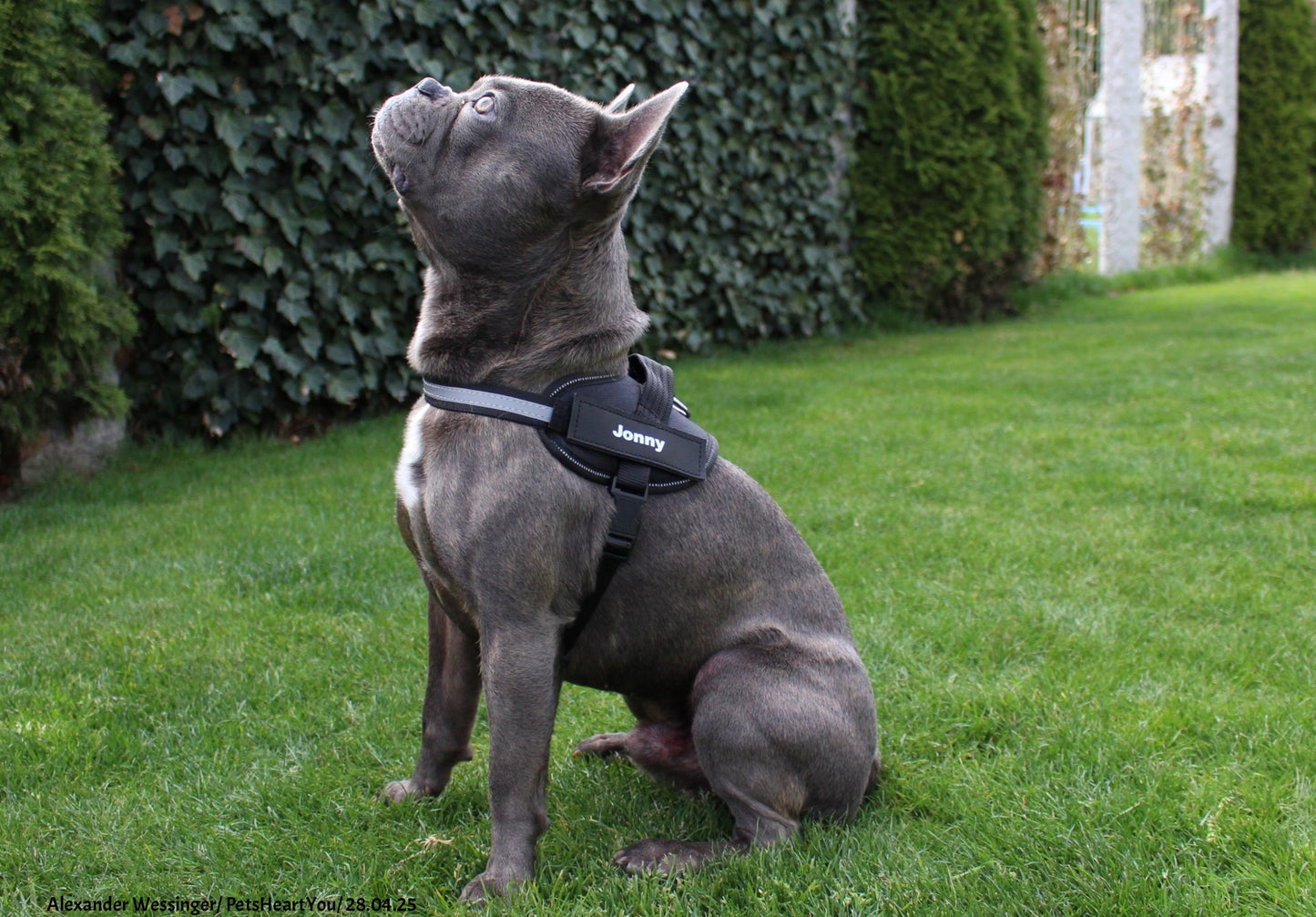 Personalized Reflex-Pro Dog Harness