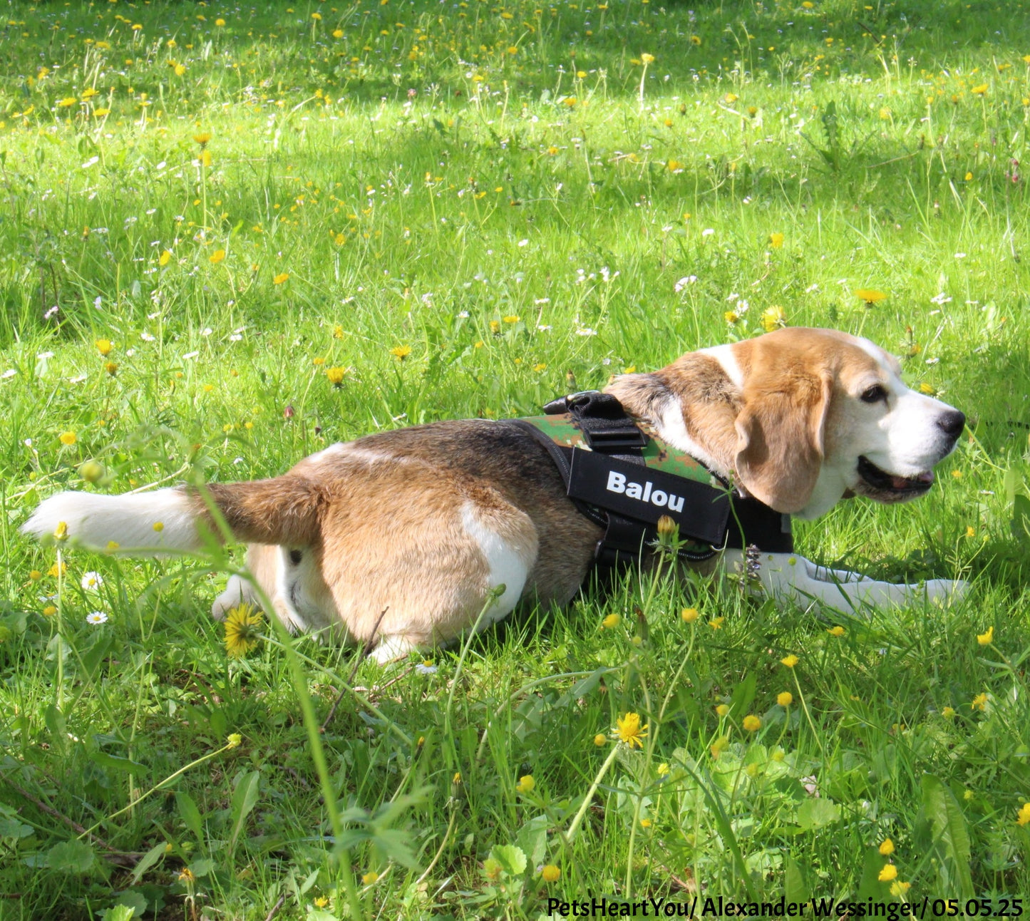 Personalized Reflex-Pro Dog Harness