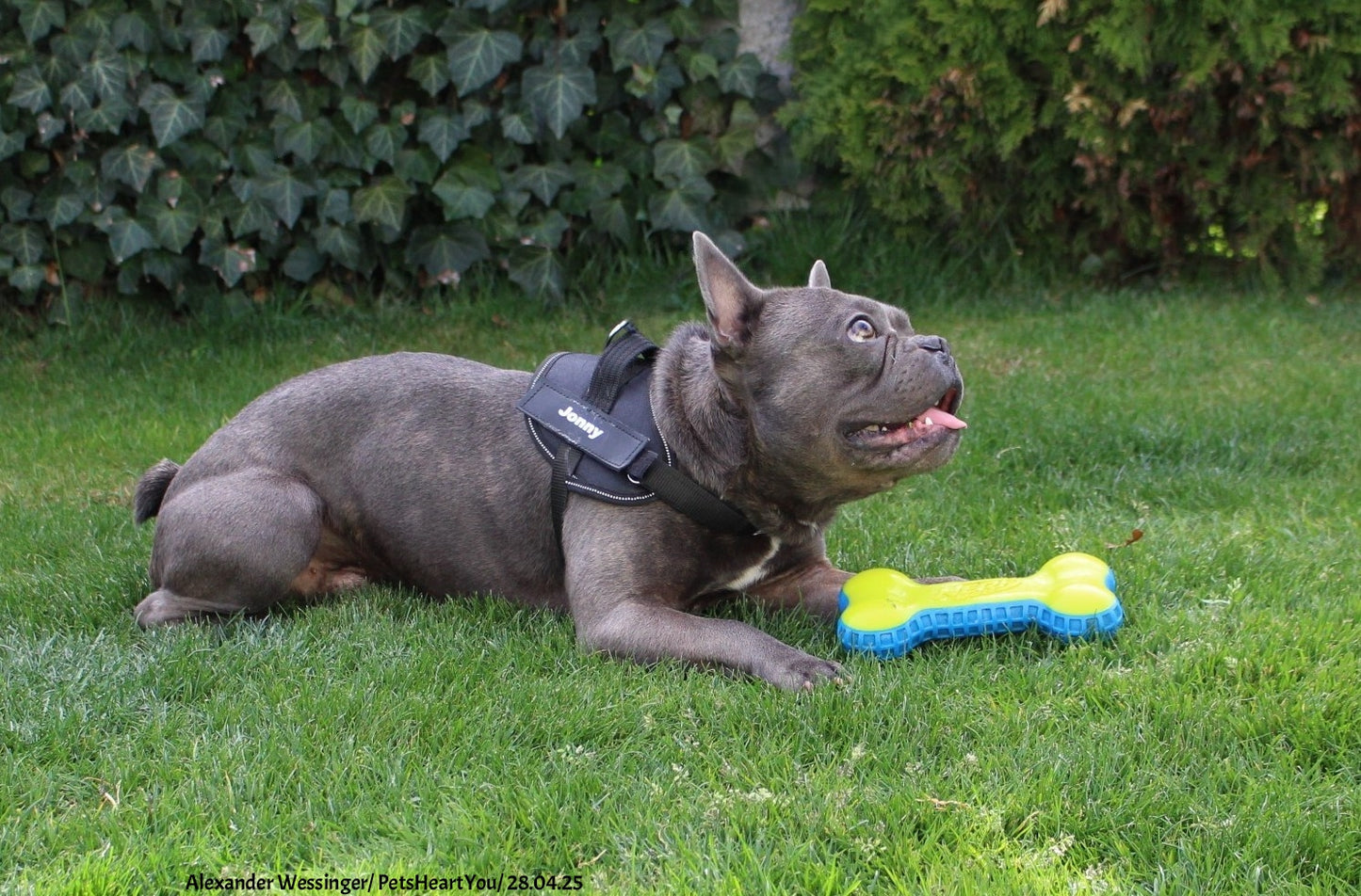 Personalized Reflex-Pro Dog Harness