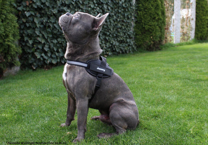 Personalized Reflex-Pro Dog Harness