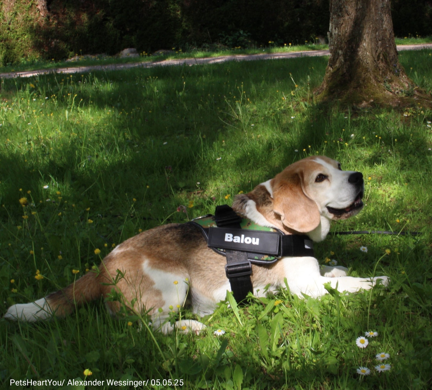 Personalized Reflex-Pro Dog Harness